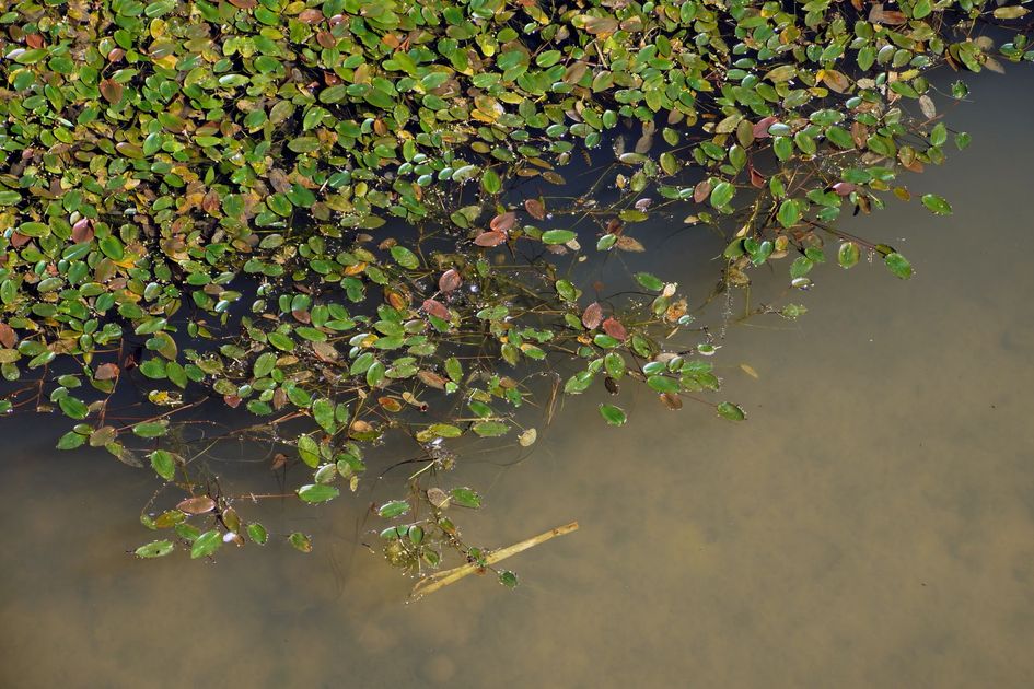 Two Young Boys Found Dead in Florida Pond: Police Investigation Underway