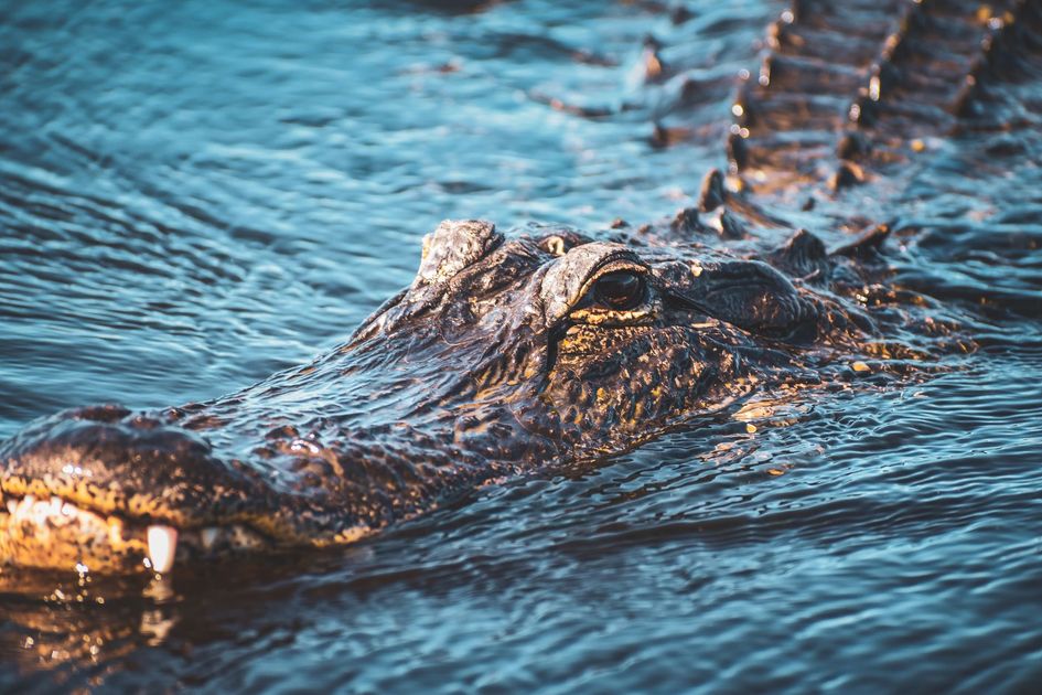 Fatal Alligator Attack at Florida Park Sparks Safety Warnings for Anglers
