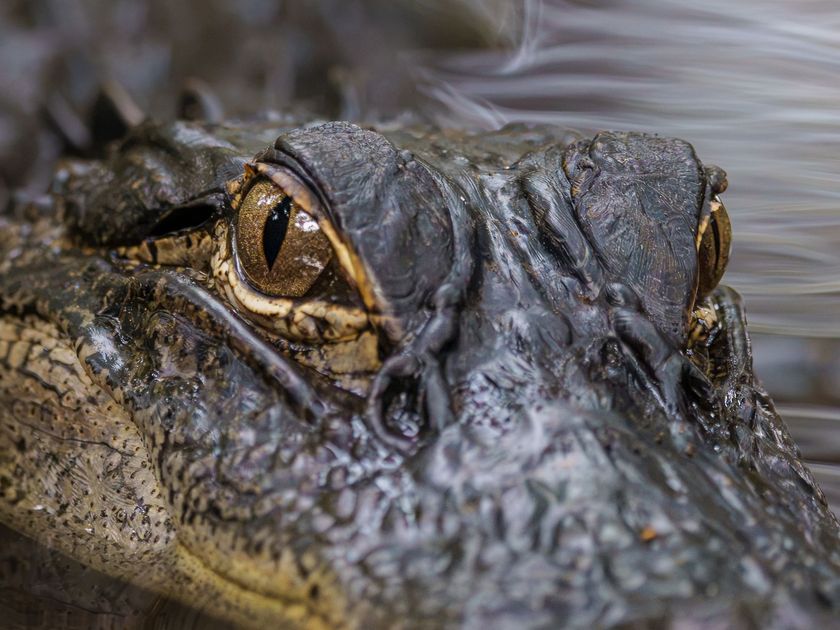 Winter Garden Man Killed by Alligator at Lake Apopka Park