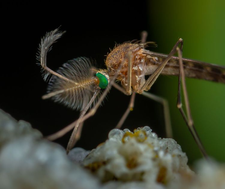 Florida Dengue Cases Surge as Emergency Declarations Fail to Halt Outbreak